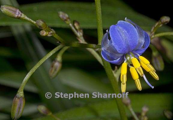 dianella tasmanica 3 graphic